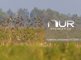 The first batch of winter migratory birds flies in the Linhuai section of Hongze Lake Wetland National Nature Reserve in Suqian, Jiangsu pro...