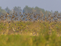 The first batch of winter migratory birds flies in the Linhuai section of Hongze Lake Wetland National Nature Reserve in Suqian, Jiangsu pro...