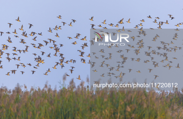 The first batch of winter migratory birds flies in the Linhuai section of Hongze Lake Wetland National Nature Reserve in Suqian, Jiangsu pro...