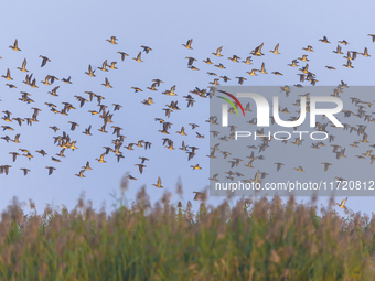 The first batch of winter migratory birds flies in the Linhuai section of Hongze Lake Wetland National Nature Reserve in Suqian, Jiangsu pro...