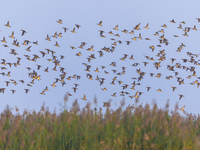 The first batch of winter migratory birds flies in the Linhuai section of Hongze Lake Wetland National Nature Reserve in Suqian, Jiangsu pro...