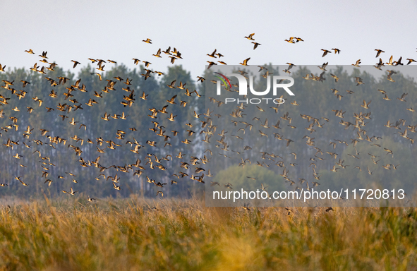 The first batch of winter migratory birds flies in the Linhuai section of Hongze Lake Wetland National Nature Reserve in Suqian, Jiangsu pro...