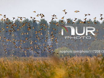 The first batch of winter migratory birds flies in the Linhuai section of Hongze Lake Wetland National Nature Reserve in Suqian, Jiangsu pro...