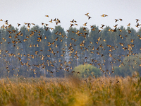 The first batch of winter migratory birds flies in the Linhuai section of Hongze Lake Wetland National Nature Reserve in Suqian, Jiangsu pro...