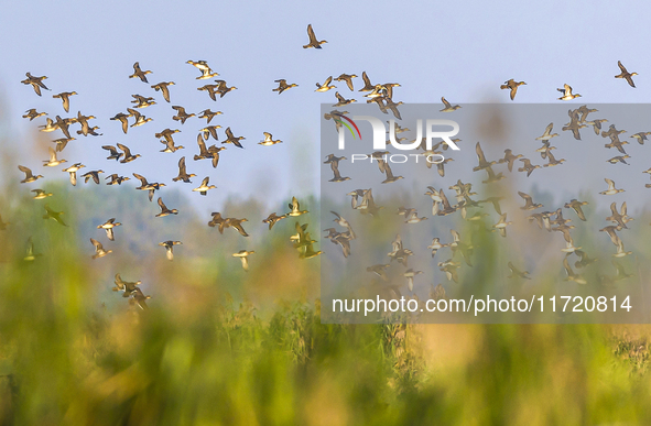 The first batch of winter migratory birds flies in the Linhuai section of Hongze Lake Wetland National Nature Reserve in Suqian, Jiangsu pro...