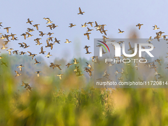 The first batch of winter migratory birds flies in the Linhuai section of Hongze Lake Wetland National Nature Reserve in Suqian, Jiangsu pro...