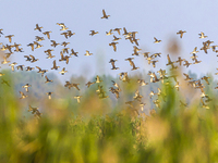 The first batch of winter migratory birds flies in the Linhuai section of Hongze Lake Wetland National Nature Reserve in Suqian, Jiangsu pro...