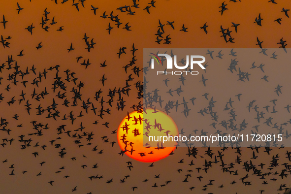 The first batch of winter migratory birds flies in the Linhuai section of Hongze Lake Wetland National Nature Reserve in Suqian, Jiangsu pro...