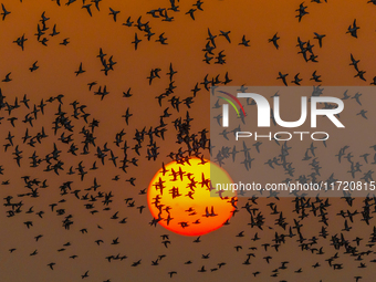 The first batch of winter migratory birds flies in the Linhuai section of Hongze Lake Wetland National Nature Reserve in Suqian, Jiangsu pro...