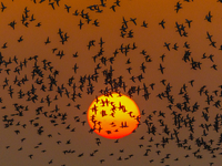 The first batch of winter migratory birds flies in the Linhuai section of Hongze Lake Wetland National Nature Reserve in Suqian, Jiangsu pro...