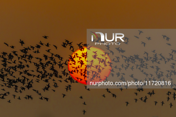 The first batch of winter migratory birds flies in the Linhuai section of Hongze Lake Wetland National Nature Reserve in Suqian, Jiangsu pro...