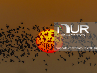 The first batch of winter migratory birds flies in the Linhuai section of Hongze Lake Wetland National Nature Reserve in Suqian, Jiangsu pro...