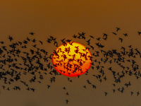 The first batch of winter migratory birds flies in the Linhuai section of Hongze Lake Wetland National Nature Reserve in Suqian, Jiangsu pro...