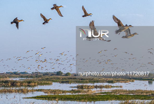 The first batch of winter migratory birds flies in the Linhuai section of Hongze Lake Wetland National Nature Reserve in Suqian, Jiangsu pro...