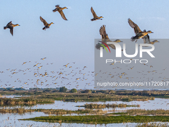 The first batch of winter migratory birds flies in the Linhuai section of Hongze Lake Wetland National Nature Reserve in Suqian, Jiangsu pro...