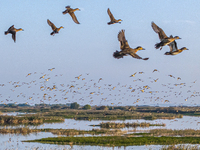 The first batch of winter migratory birds flies in the Linhuai section of Hongze Lake Wetland National Nature Reserve in Suqian, Jiangsu pro...