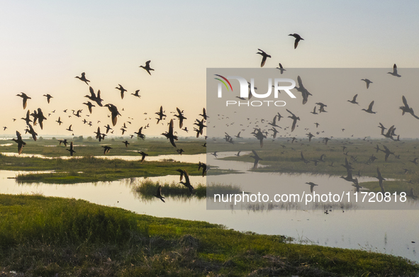 The first batch of winter migratory birds flies in the Linhuai section of Hongze Lake Wetland National Nature Reserve in Suqian, Jiangsu pro...