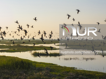 The first batch of winter migratory birds flies in the Linhuai section of Hongze Lake Wetland National Nature Reserve in Suqian, Jiangsu pro...