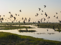 The first batch of winter migratory birds flies in the Linhuai section of Hongze Lake Wetland National Nature Reserve in Suqian, Jiangsu pro...