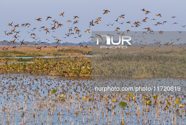 The first batch of winter migratory birds flies in the Linhuai section of Hongze Lake Wetland National Nature Reserve in Suqian, Jiangsu pro...