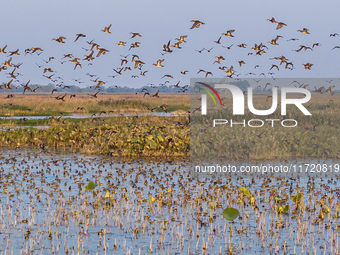 The first batch of winter migratory birds flies in the Linhuai section of Hongze Lake Wetland National Nature Reserve in Suqian, Jiangsu pro...