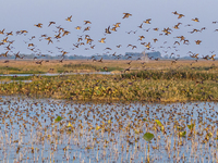 The first batch of winter migratory birds flies in the Linhuai section of Hongze Lake Wetland National Nature Reserve in Suqian, Jiangsu pro...