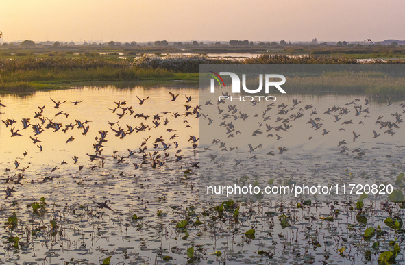 The first batch of winter migratory birds flies in the Linhuai section of Hongze Lake Wetland National Nature Reserve in Suqian, Jiangsu pro...