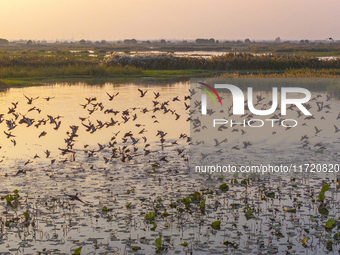 The first batch of winter migratory birds flies in the Linhuai section of Hongze Lake Wetland National Nature Reserve in Suqian, Jiangsu pro...