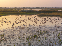 The first batch of winter migratory birds flies in the Linhuai section of Hongze Lake Wetland National Nature Reserve in Suqian, Jiangsu pro...