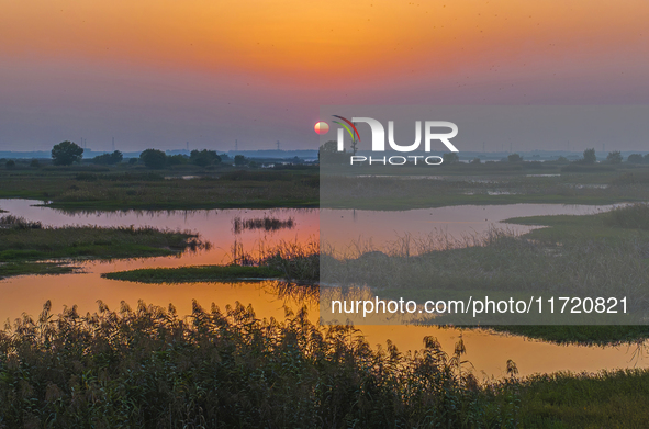 The first batch of winter migratory birds flies in the Linhuai section of Hongze Lake Wetland National Nature Reserve in Suqian, Jiangsu pro...