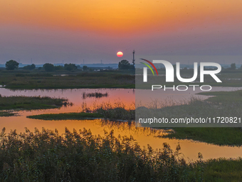 The first batch of winter migratory birds flies in the Linhuai section of Hongze Lake Wetland National Nature Reserve in Suqian, Jiangsu pro...