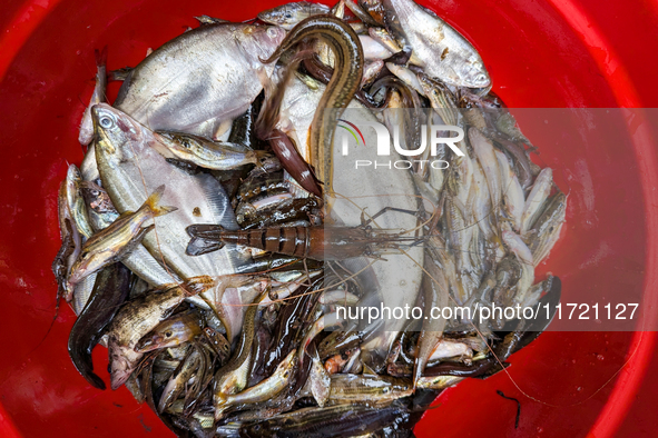 Fish are kept in a bowl to sell in the early morning in a rural area in Feni, Bangladesh, on October 30, 2024. Many fish enclosures and pond...