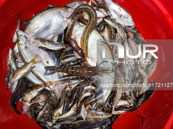 Fish are kept in a bowl to sell in the early morning in a rural area in Feni, Bangladesh, on October 30, 2024. Many fish enclosures and pond...