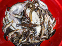 Fish are kept in a bowl to sell in the early morning in a rural area in Feni, Bangladesh, on October 30, 2024. Many fish enclosures and pond...