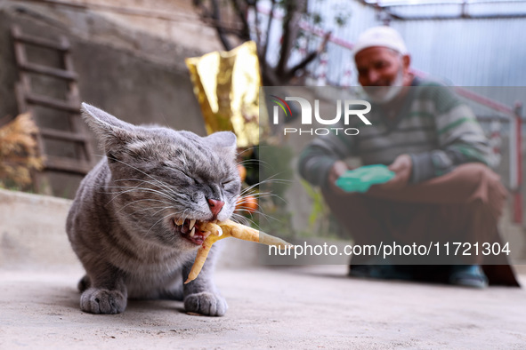 An elderly man watches after feeding a cat with chicken legs in Baramulla, Jammu and Kashmir, India, on October 29, 2024. 