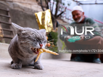 An elderly man watches after feeding a cat with chicken legs in Baramulla, Jammu and Kashmir, India, on October 29, 2024. (