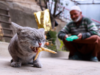 An elderly man watches after feeding a cat with chicken legs in Baramulla, Jammu and Kashmir, India, on October 29, 2024. (