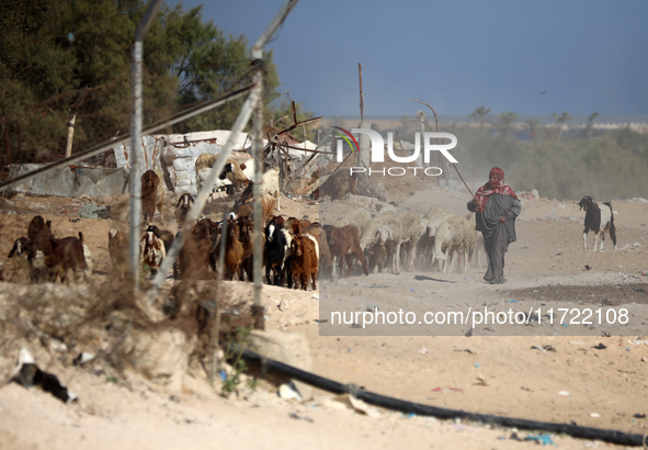 A Palestinian shepherd herds her sheep along a road in Khan Yunis, southern Gaza Strip, on October 30, 2024, amid the ongoing conflict betwe...