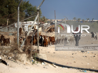 A Palestinian shepherd herds her sheep along a road in Khan Yunis, southern Gaza Strip, on October 30, 2024, amid the ongoing conflict betwe...