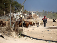 A Palestinian shepherd herds her sheep along a road in Khan Yunis, southern Gaza Strip, on October 30, 2024, amid the ongoing conflict betwe...