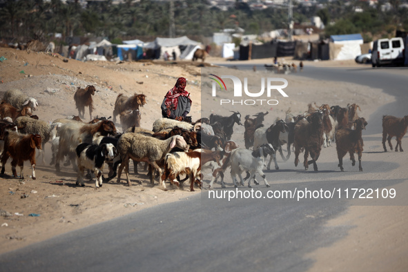 A Palestinian shepherd herds her sheep along a road in Khan Yunis, southern Gaza Strip, on October 30, 2024, amid the ongoing conflict betwe...