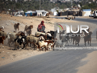 A Palestinian shepherd herds her sheep along a road in Khan Yunis, southern Gaza Strip, on October 30, 2024, amid the ongoing conflict betwe...