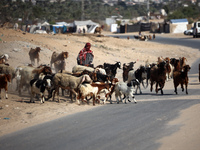 A Palestinian shepherd herds her sheep along a road in Khan Yunis, southern Gaza Strip, on October 30, 2024, amid the ongoing conflict betwe...