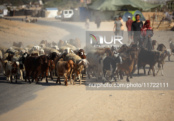 A Palestinian shepherd herds her sheep along a road in Khan Yunis, southern Gaza Strip, on October 30, 2024, amid the ongoing conflict betwe...