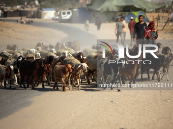 A Palestinian shepherd herds her sheep along a road in Khan Yunis, southern Gaza Strip, on October 30, 2024, amid the ongoing conflict betwe...