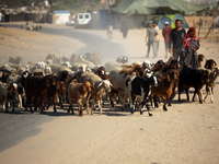 A Palestinian shepherd herds her sheep along a road in Khan Yunis, southern Gaza Strip, on October 30, 2024, amid the ongoing conflict betwe...