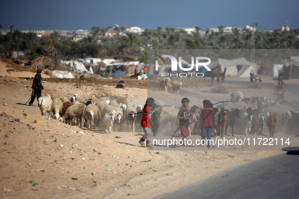 Shepherds herd a flock of sheep along a road in Khan Yunis, southern Gaza Strip, on October 30, 2024, amid the ongoing conflict between Isra...