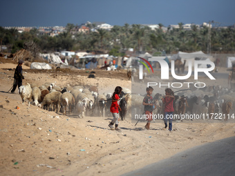 Shepherds herd a flock of sheep along a road in Khan Yunis, southern Gaza Strip, on October 30, 2024, amid the ongoing conflict between Isra...