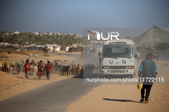 Shepherds herd a flock of sheep along a road in Khan Yunis, southern Gaza Strip, on October 30, 2024, amid the ongoing conflict between Isra...