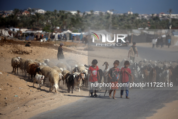 Shepherds herd a flock of sheep along a road in Khan Yunis, southern Gaza Strip, on October 30, 2024, amid the ongoing conflict between Isra...